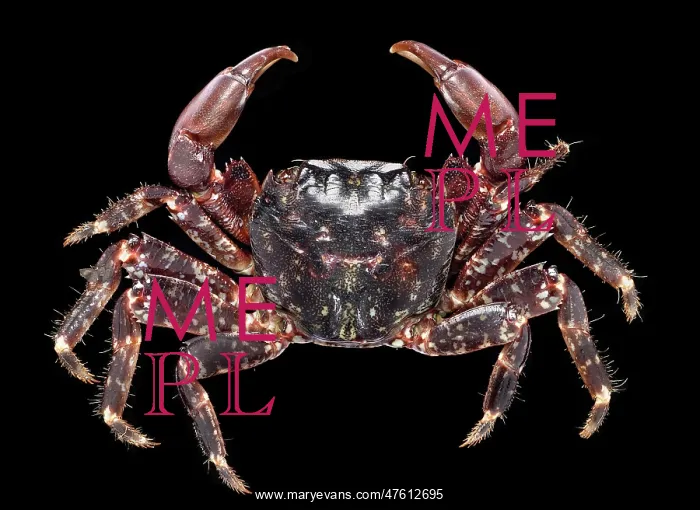 : Pachygrapsus marmoratus, marbled rock crab : Pachygrapsus marmoratus, marbled rock crab