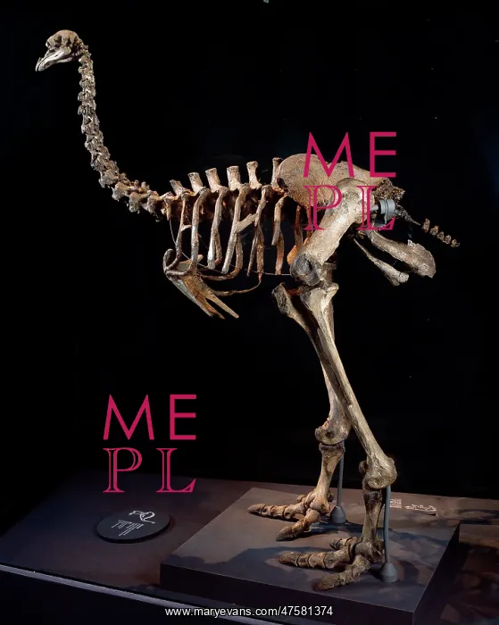 : Pachyornis elephantopus, heavy-footed moa : Pachyornis elephantopus, heavy-footed moa