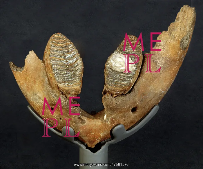 : Pachyornis elephantopus, heavy-footed moa : Pachyornis elephantopus, heavy-footed moa