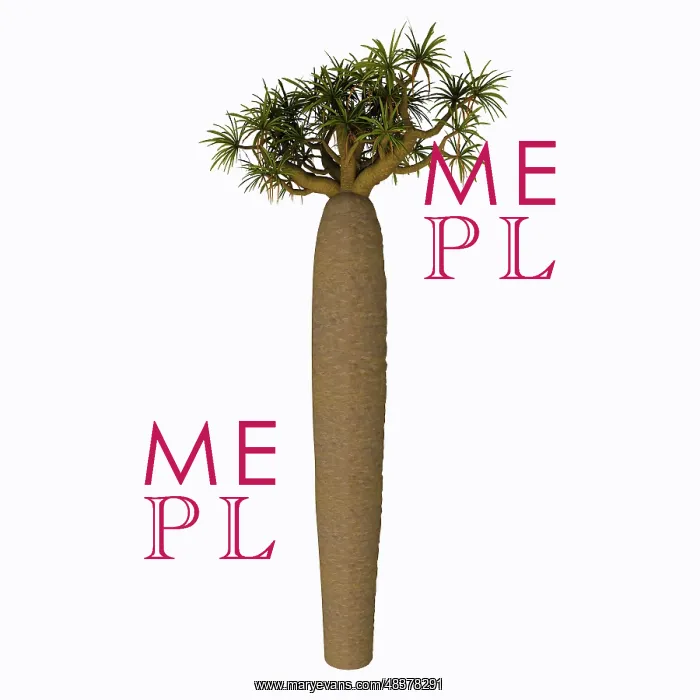 : Pachypodium tree on white background : Pachypodium tree on white background