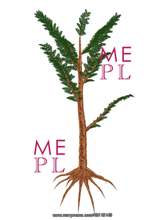 : Pachypteris prehistoric plant : Pachypteris prehistoric plant