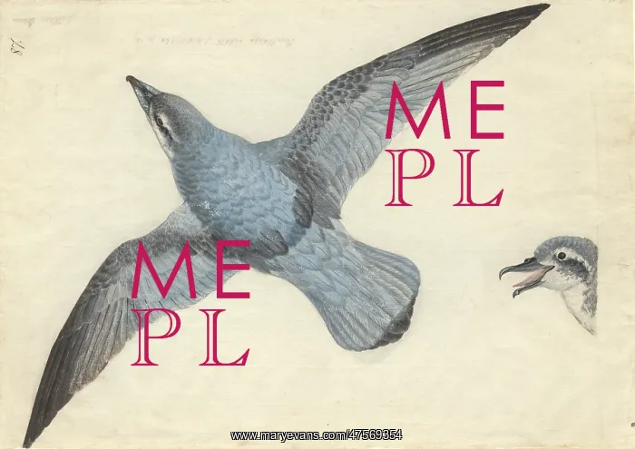 : Pachyptila vittata, broad-billed prion : Pachyptila vittata, broad-billed prion