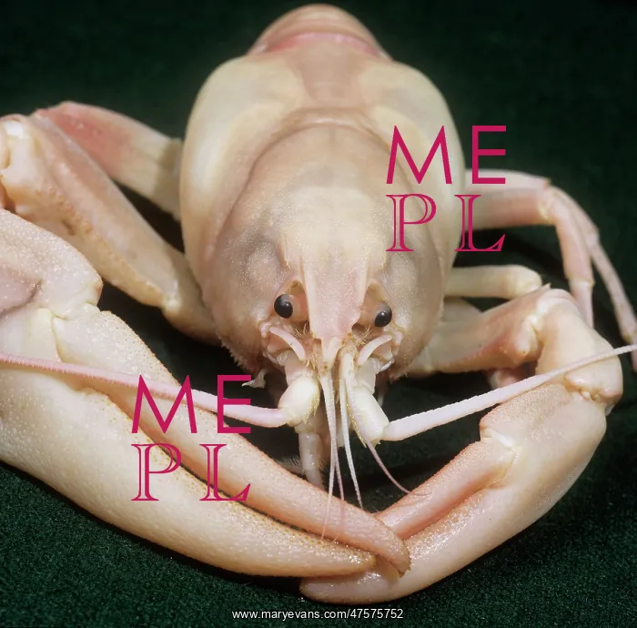 : Pacifastacus leniusculus, signal crayfish : Pacifastacus leniusculus, signal crayfish