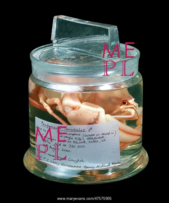 : Pacifastacus leniusculus, signal crayfish : Pacifastacus leniusculus, signal crayfish