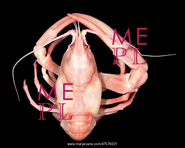 : Pacifastacus leniusculus, signal crayfish : Pacifastacus leniusculus, signal crayfish