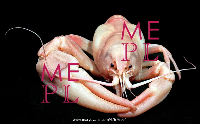 : Pacifastacus leniusculus, signal crayfish : Pacifastacus leniusculus, signal crayfish
