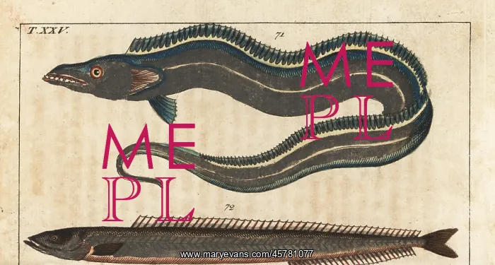 : Pacific cutlassfish and sand eel : Pacific cutlassfish and sand eel