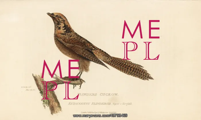  : Pacific koel, Eudynamys orientalis