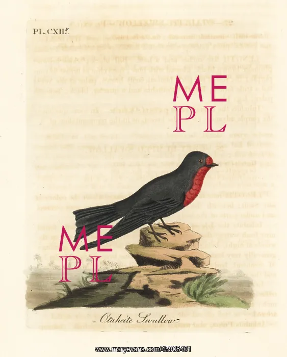 : Pacific swallow, Hirundo tahitica : Pacific swallow, Hirundo tahitica