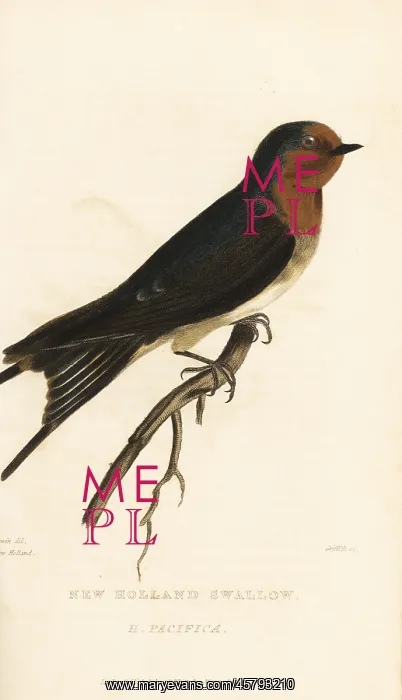 : Pacific swift, Apus pacificus : Pacific swift, Apus pacificus