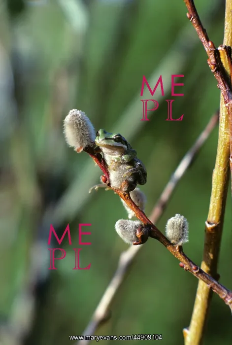  : Pacific Tree Frog on Pussy Willow Dendrobates Sp