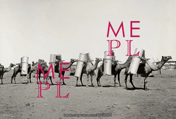 : Pack camels for transporting goods, Australia : Pack camels for transporting goods, Australia