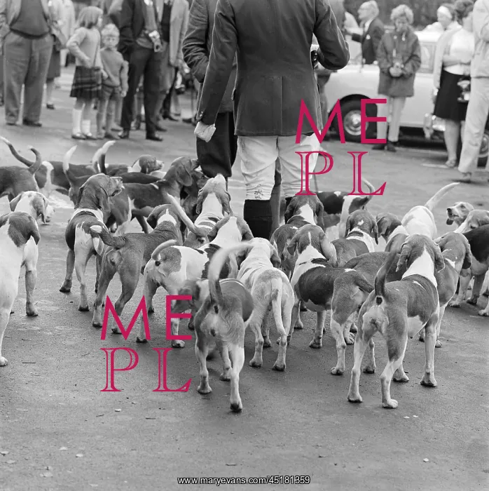 : Pack Of Fox Hounds : Pack Of Fox Hounds