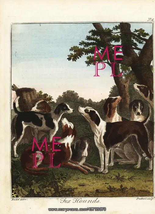 : A pack of fox hounds before a hunt, 18th century : A pack of fox hounds before a hunt, 18th century