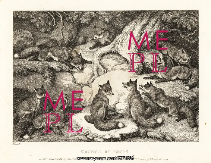: A pack of foxes meeting in a forest : A pack of foxes meeting in a forest