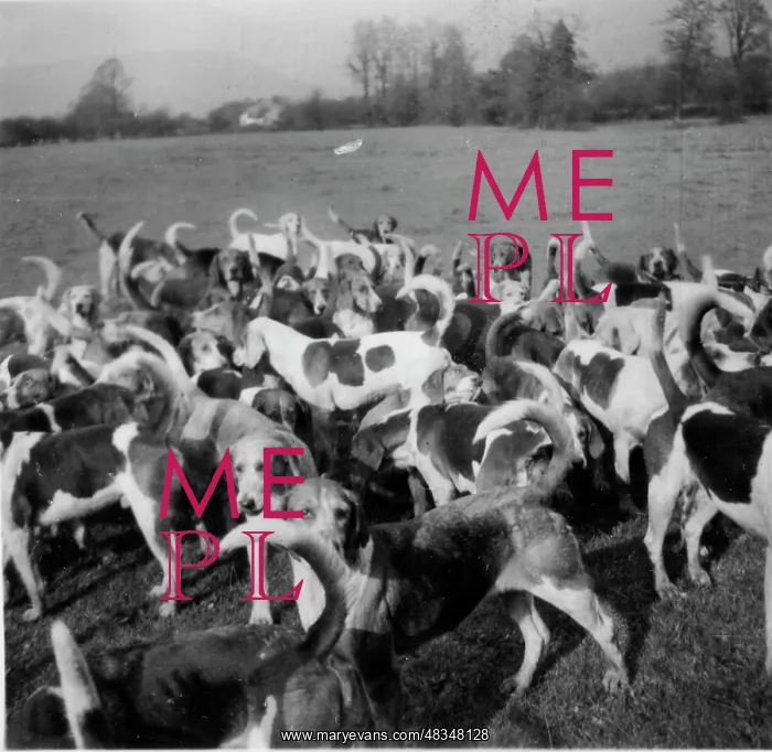 : Pack of hounds in Monmouthshire, Wales : Pack of hounds in Monmouthshire, Wales