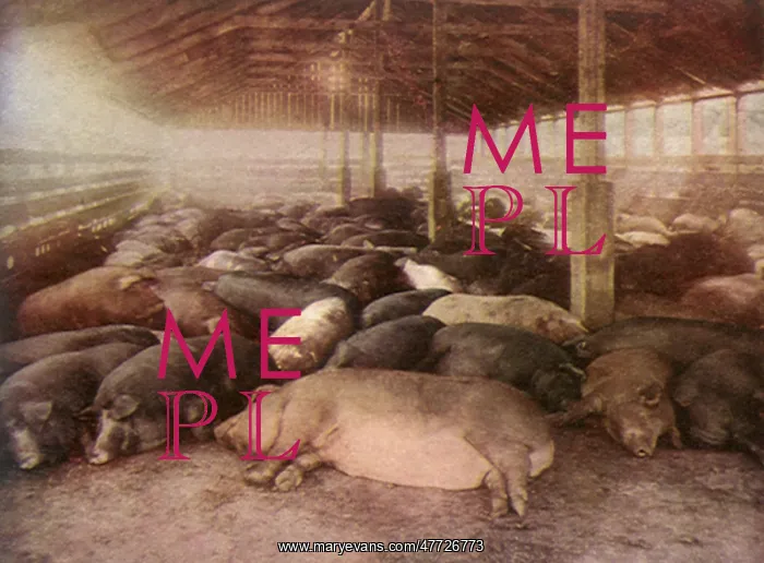  : Pack of Pigs
