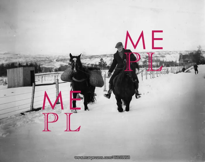 : Pack ponies in the snow : Pack ponies in the snow