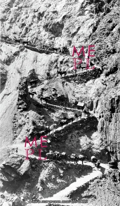 : Pack Train, 20th Century : Pack Train, 20th Century