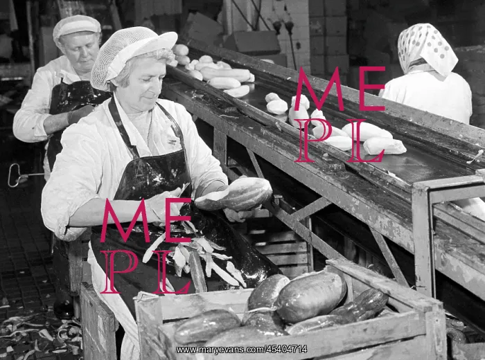 : Packaging vegetables - peeling - cucumbers - female workers : Packaging vegetables - peeling - cucumbers - female workers