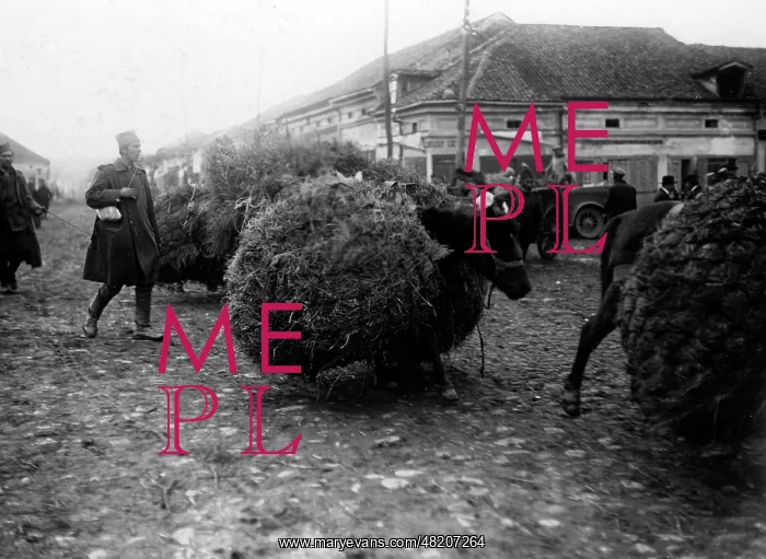 : Packed horses on the Balkans Front, 1916 : Packed horses on the Balkans Front, 1916