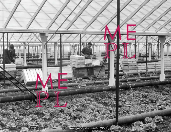 : PACKING LETTUCES : PACKING LETTUCES