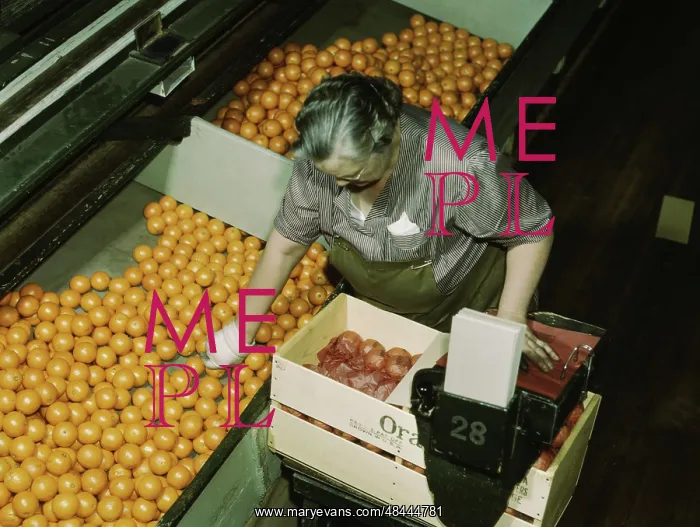 : Packing oranges at a co-op orange packing plant : Packing oranges at a co-op orange packing plant