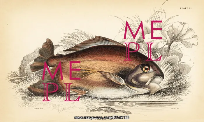 : Pacu or pacupeba, Myleus pacu : Pacu or pacupeba, Myleus pacu