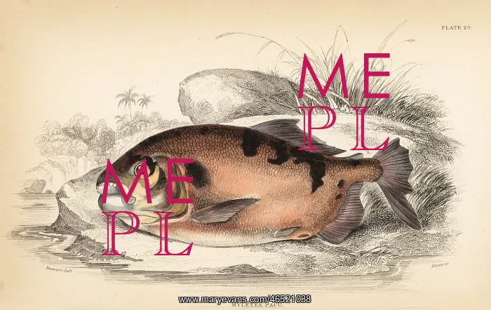 : Pacu or pacupeba, Myleus pacu : Pacu or pacupeba, Myleus pacu