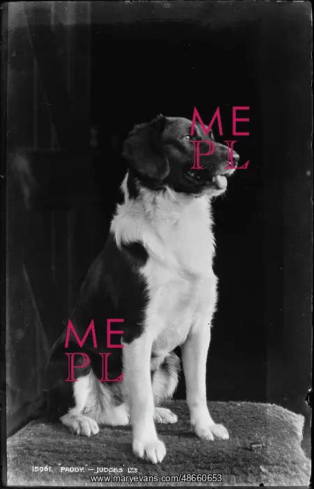 : Paddy the Dog : Paddy the Dog