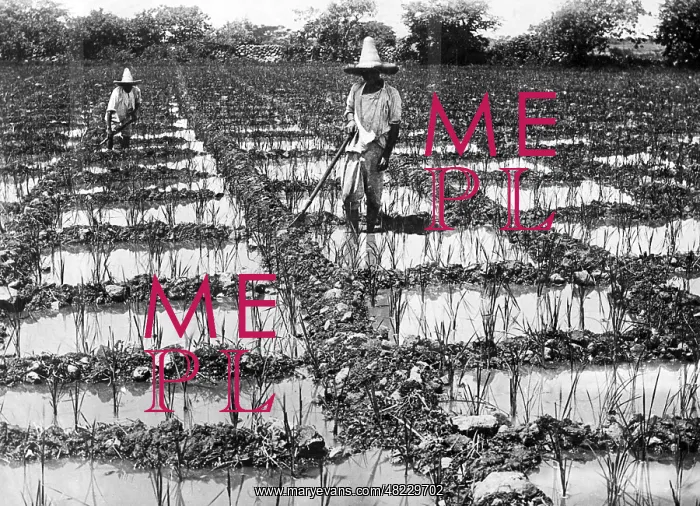 : Paddy field in China, 1927 : Paddy field in China, 1927