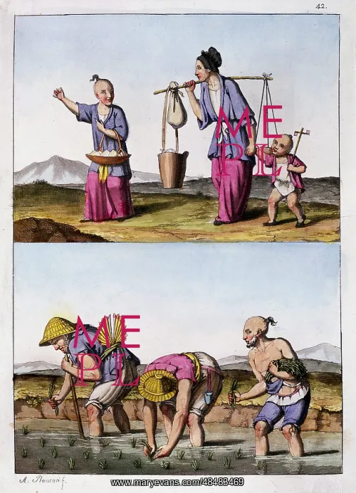 : Paddy field - planting rice (bottom): Men are : Paddy field - planting rice (bottom): Men are