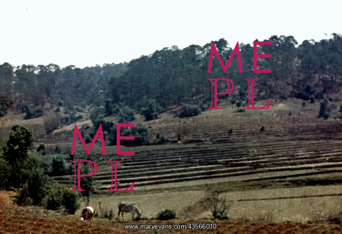 : paddy terraces - Kalaw : paddy terraces - Kalaw