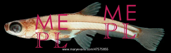 : Paedocypris progenetica (female) : Paedocypris progenetica (female)