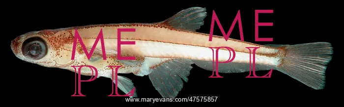 : Paedocypris progenetica (male) : Paedocypris progenetica (male)