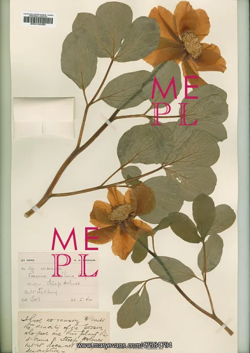 : Paeonia corallina : Paeonia corallina