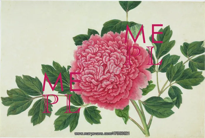 : Paeonia cv : Paeonia cv