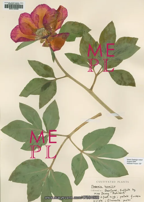 : Paeonia humilis : Paeonia humilis