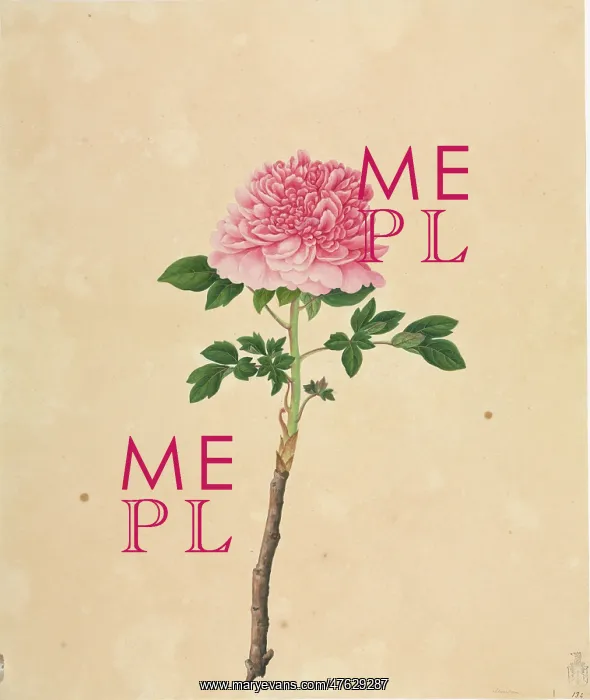 : Paeonia moutan cv : Paeonia moutan cv