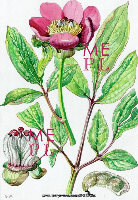  : Paeonia officinalis