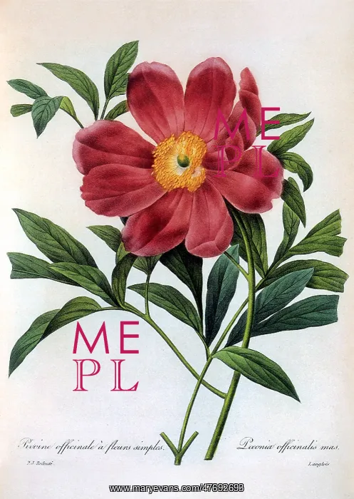 : Paeonia officinalis : Paeonia officinalis