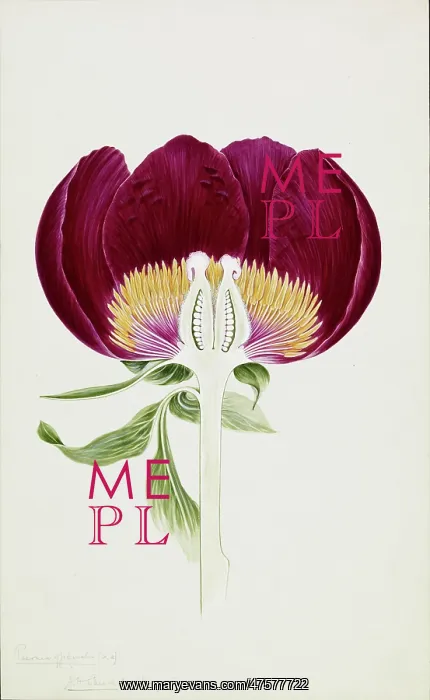 : Paeonia officinalis, common peony : Paeonia officinalis, common peony