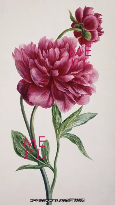 : Paeonia officinalis, peony : Paeonia officinalis, peony