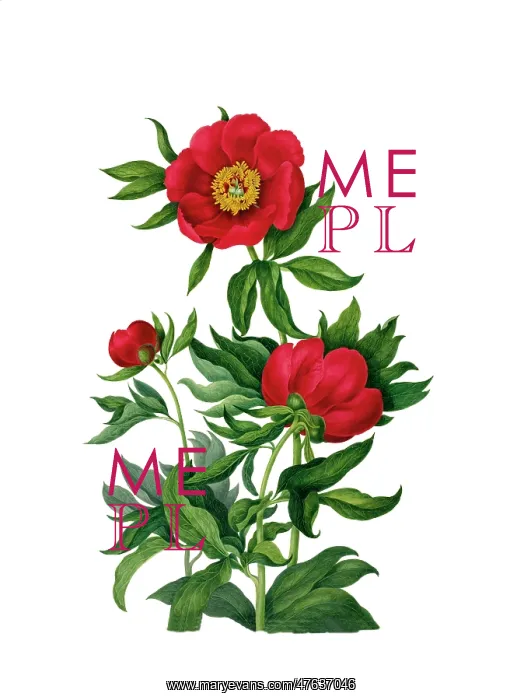 : Paeonia sp. by Clara Pope : Paeonia sp. by Clara Pope