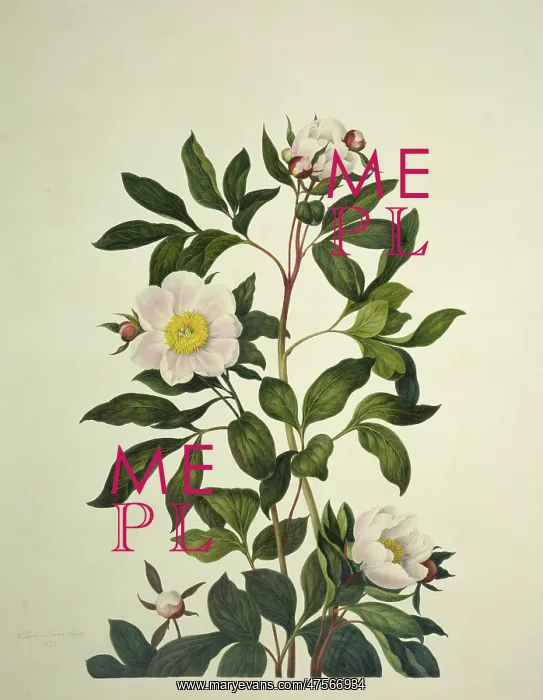 : Paeonia sp. peony : Paeonia sp. peony