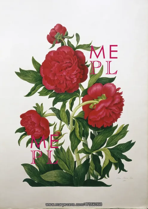 : Paeonia sp. peony : Paeonia sp. peony