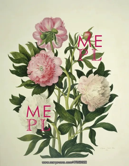 : Paeonia sp. peony : Paeonia sp. peony