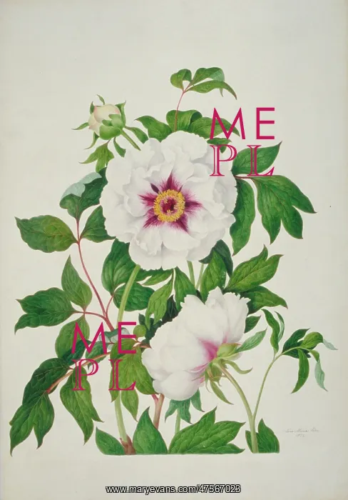 : Paeonia sp. peony : Paeonia sp. peony