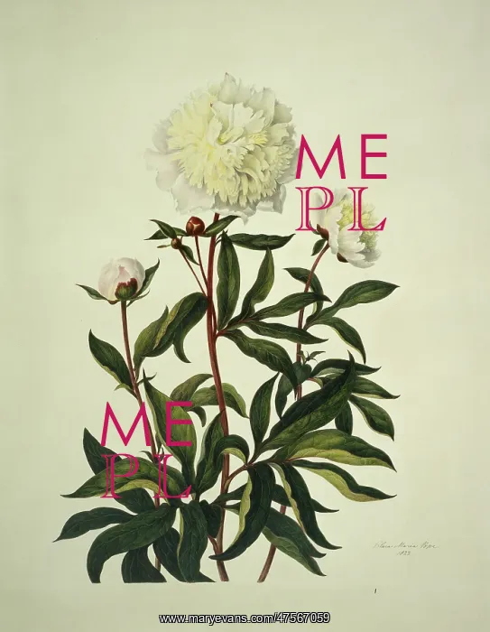 : Paeonia sp. peony : Paeonia sp. peony