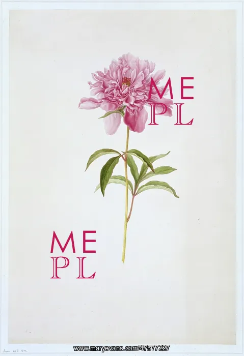 : Paeonia sp. peony : Paeonia sp. peony